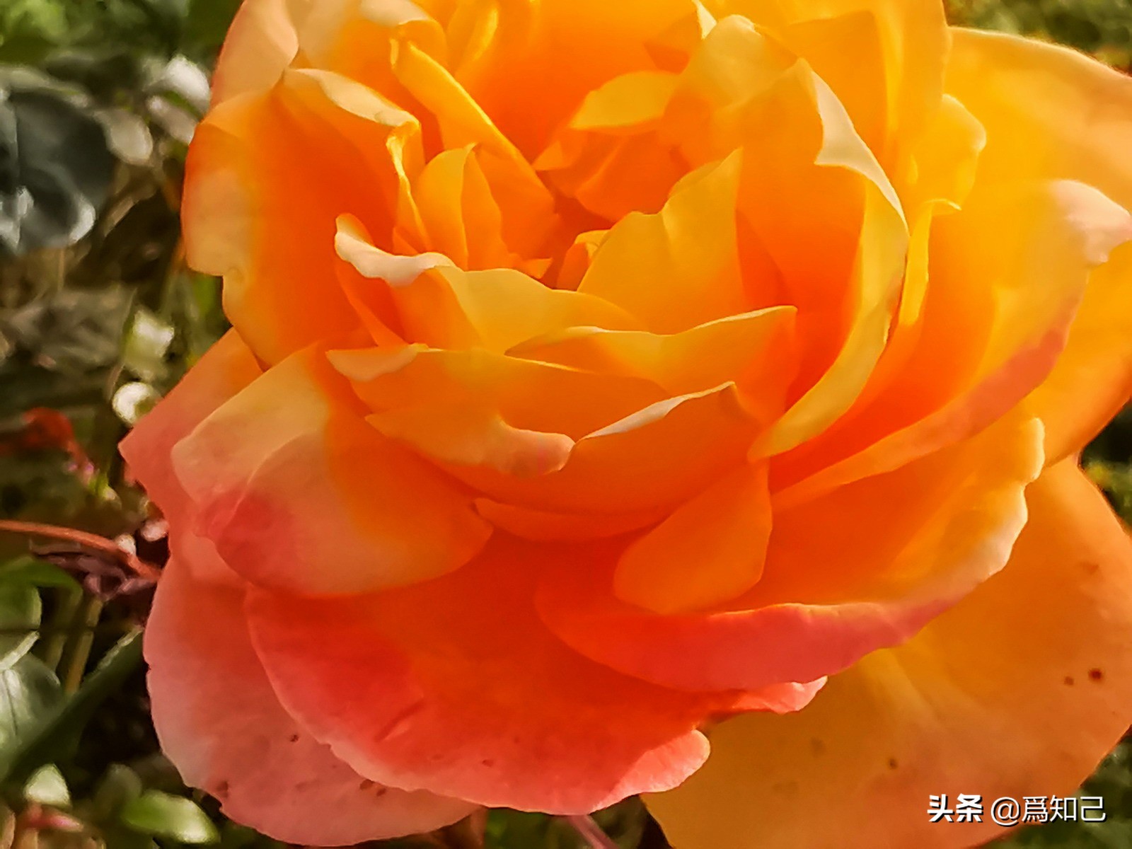 湖边矮花海怎么拍照好看,草原花海拍照怎么拍出高级感