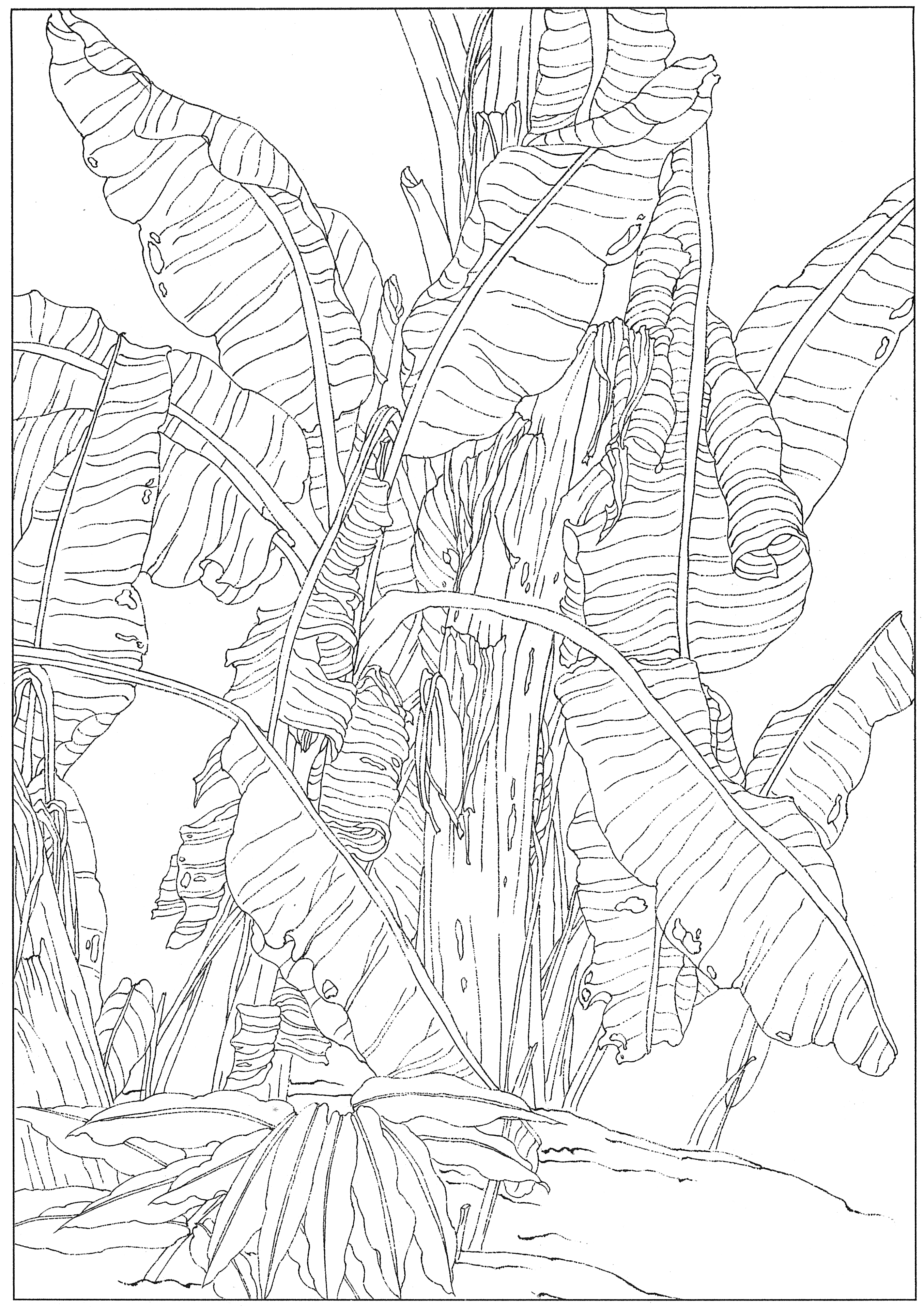 徐渭国画芭蕉作品,临摹徐渭墨梅芭蕉图