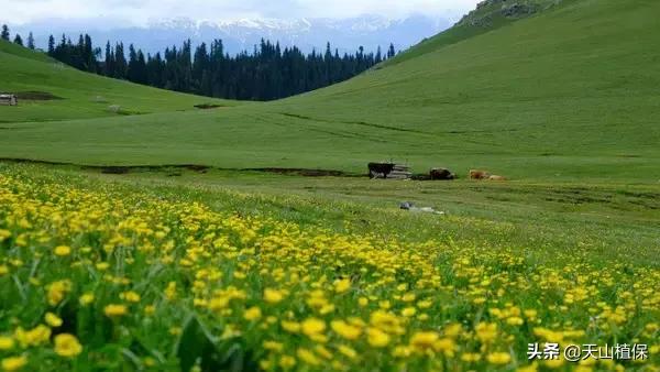 伊犁可克达拉草原,伊犁草原之旅
