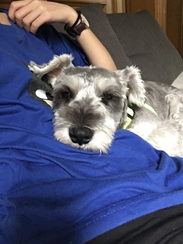 雪纳瑞拔毛的好处和坏处,养雪纳瑞犬的好处和坏处