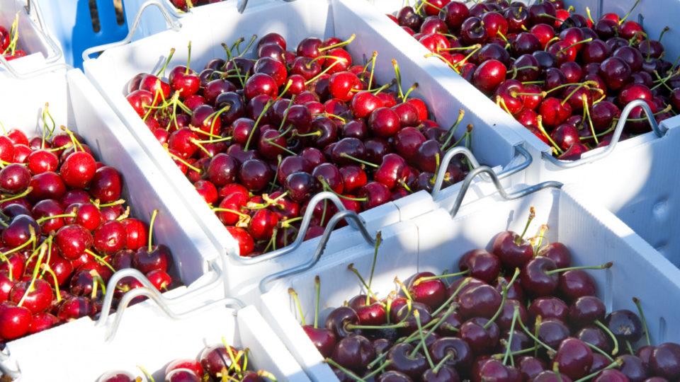 澳洲和智利车厘子区别,智利车厘子和车厘子有什么不一样