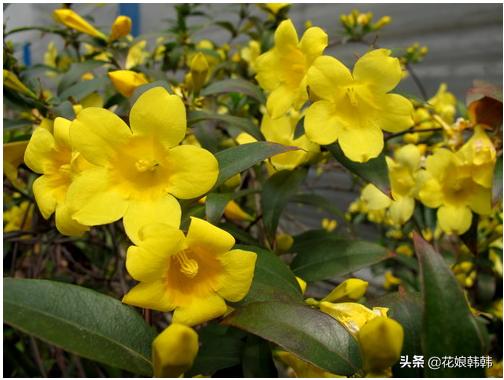 什么花比茉莉还好养,四季茉莉花哪个品种好养