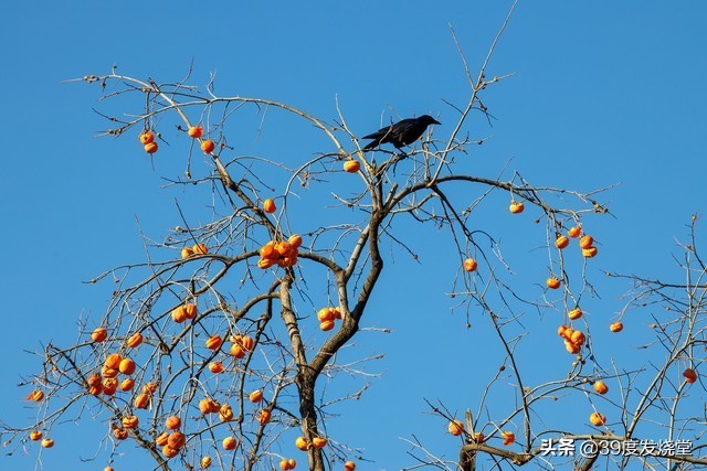 佳能rf70-200mmf4lisusm怎么样,佳能rf70-200mmf4usm镜头