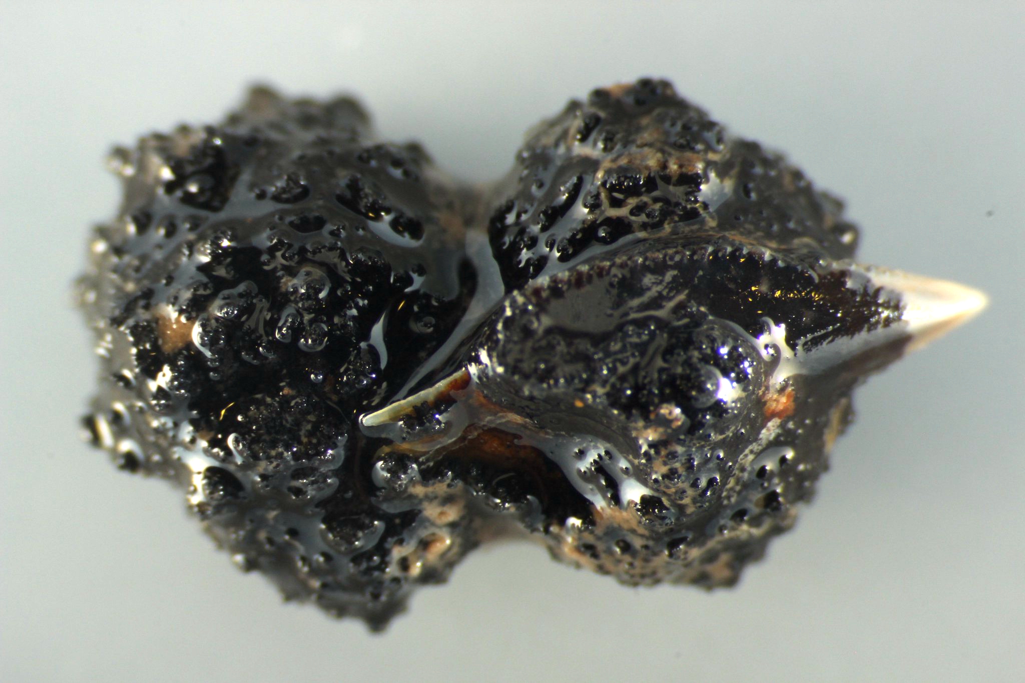 海底5000米发现神秘史前怪物,海底发现5500米的生物