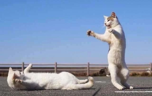 幼猫频繁舔毛是什么原因,家猫经常咬主人该不该弃养