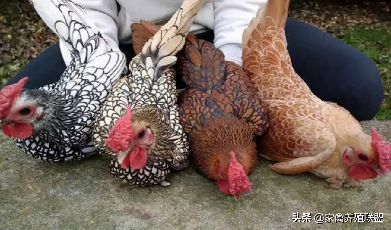 养鸡10种赚钱方法,小伙养鸡有绝招一年净赚上千万