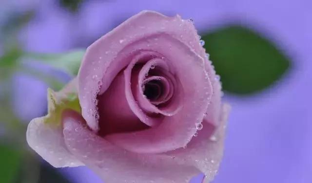 每天学习一点点各种花代表的花语,每天学习一朵花知识