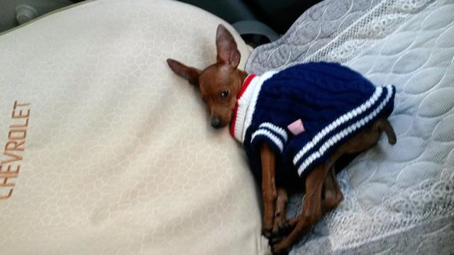 伸舌头的小鹿犬,爱洗澡的小鹿犬