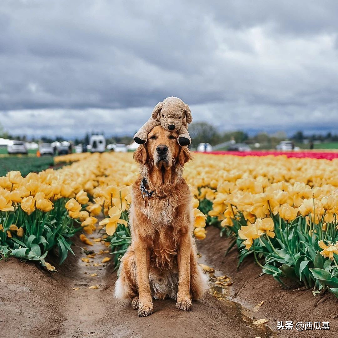 金毛出去耍了带东西回来,金毛带金毛去水上乐园