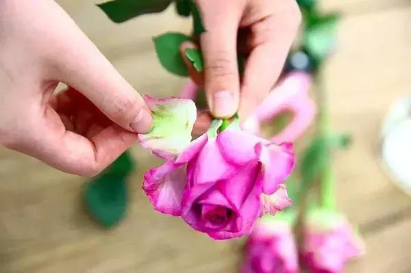 玫瑰鲜花养护方法和时间,玫瑰花束怎么养护延长花期呢