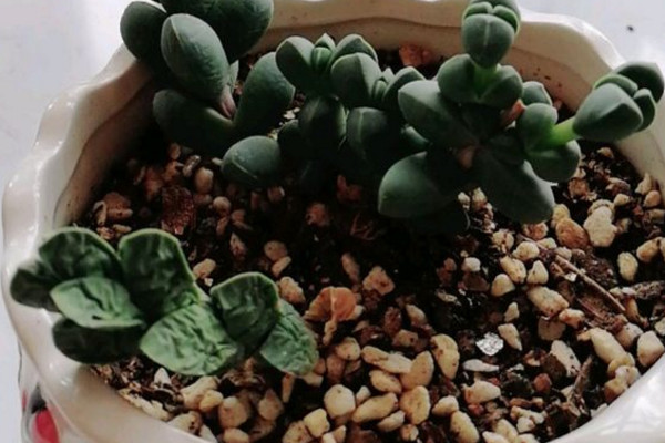 鹿角海棠叶子皱巴巴怎么办,鹿角海棠叶子皱了