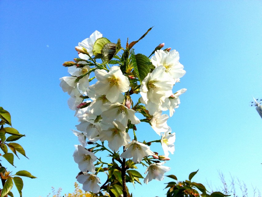 七绝诗新韵原创,五绝中华新韵的诗