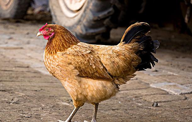 高温热死鸡管理技术,热死鸡怎么办最有效