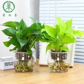 水培绿萝怎么养才长得好,水培绿萝叶子发黄怎么办