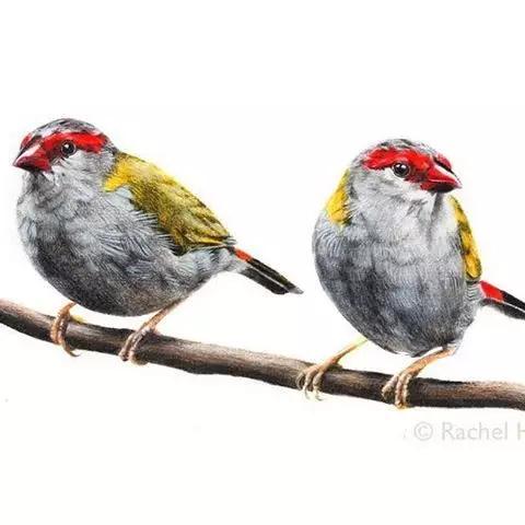 画鸟彩铅教程,画鸟彩铅