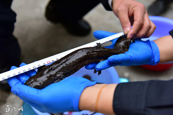 2021澶ч驳澧炴畺鏀炬祦宸ヤ綔鎬荤粨,澶ч驳澧炴畺鏀炬祦娲诲姩