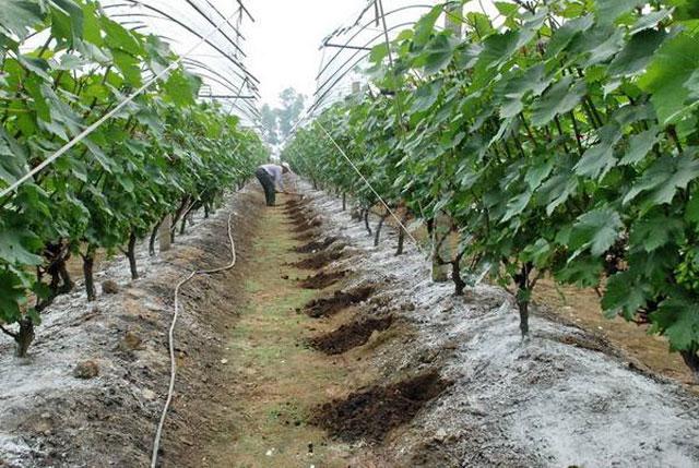 葡萄日灼病是什么病,葡萄日灼病症状比较少的品种