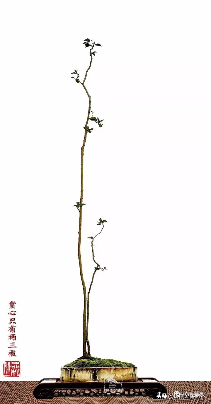 双干树,双干型果树