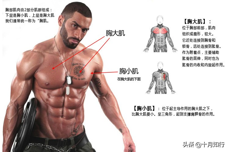 如何在家练出饱满胸肌？6个哑铃动作，帮你把胸肌练厚练饱满