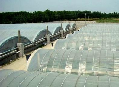 温室甲鱼和外塘甲鱼的口感,混养甲鱼跟温室甲鱼区别