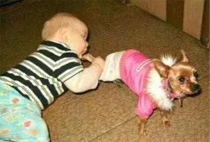 怀孕了还是想养猫猫狗狗怎么办?华西专家:可以养,但绝不能随便养!