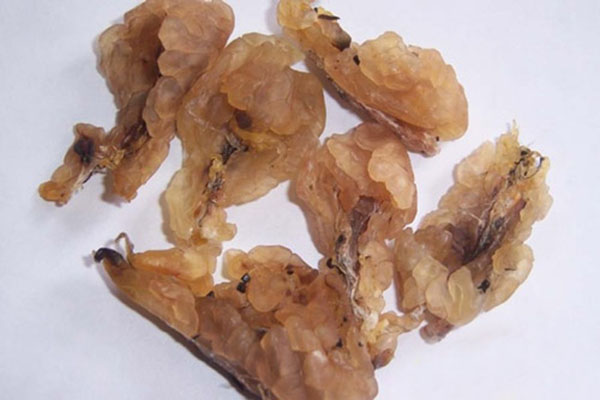 纯天然雪蛤图片,东北雪蛤红肚皮和黄肚皮