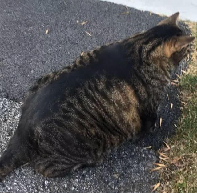 最适合家养的猫排名橘猫,最胖的品种猫排名