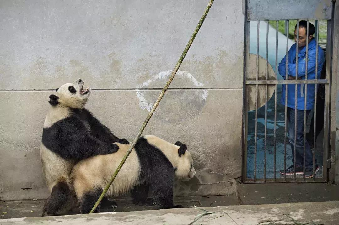 熊猫萌,熊猫萌啦