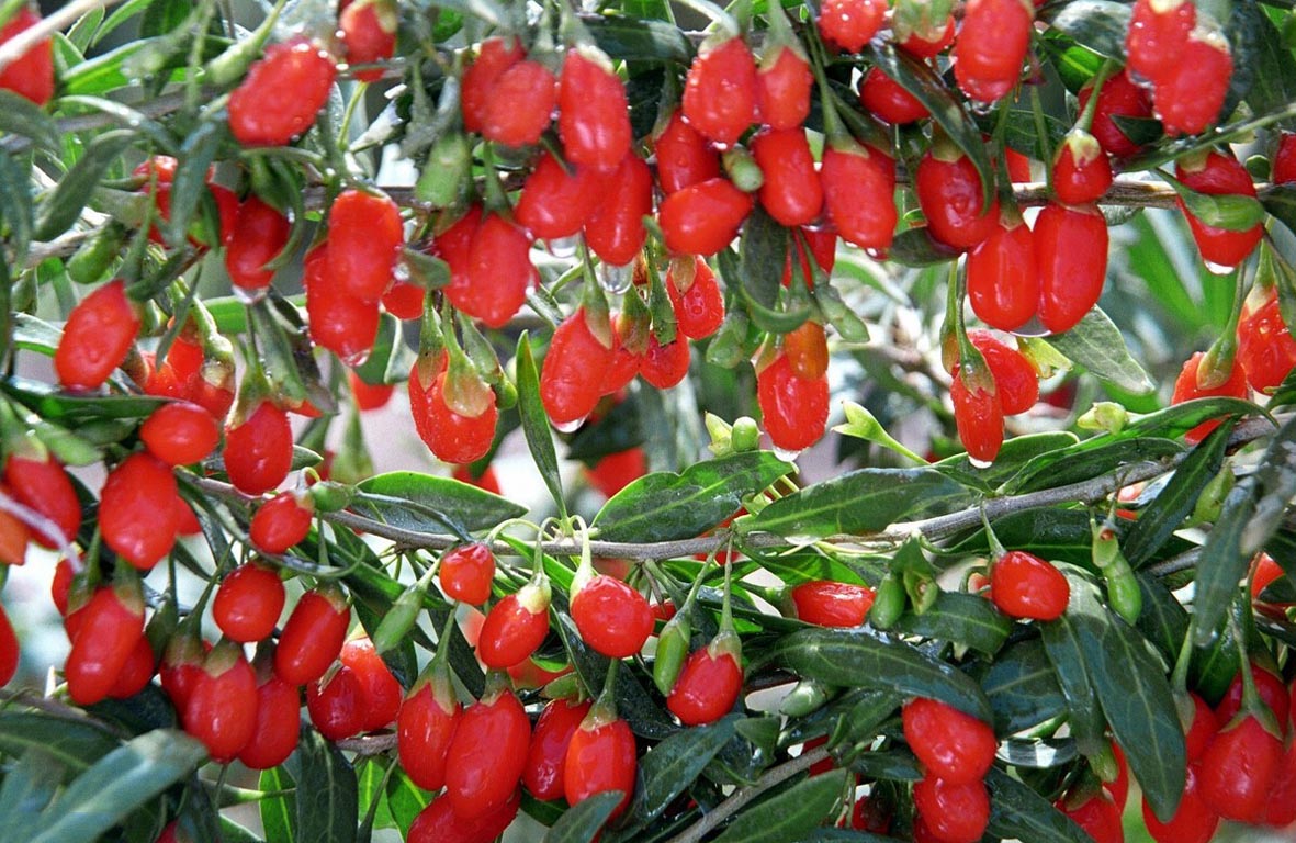 台湾酵素有效果吗,台湾酵素品牌一览表