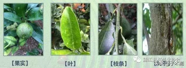 树脂病防治最佳时间,树脂病有特效药吗