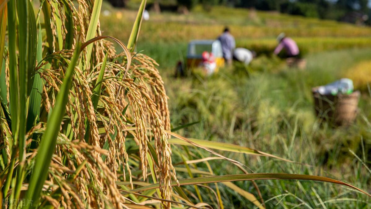 故乡的村庄女生版完整版,故乡的村庄歌曲