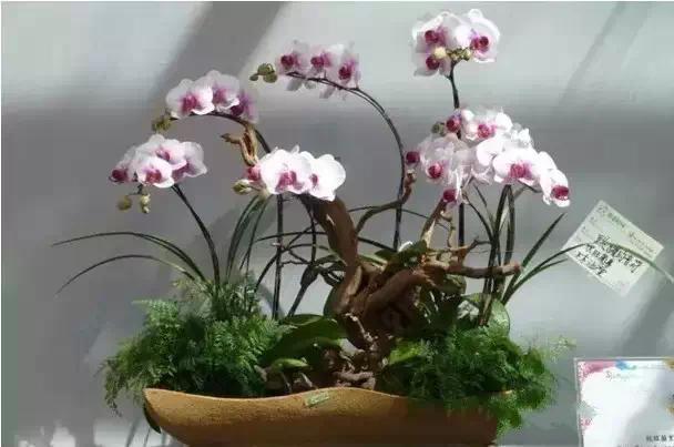 极品中的精品兰花,带你回忆天价兰花蕙兰篇