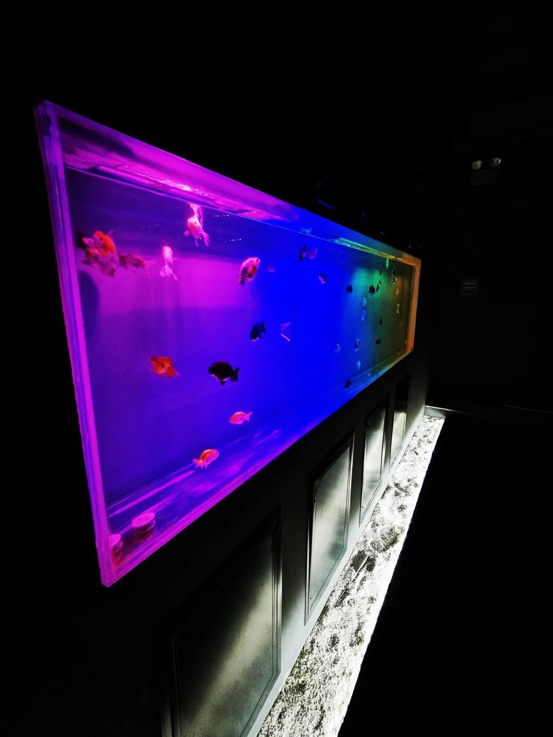 闽侯国潮金鱼博物馆,国潮金鱼博物馆