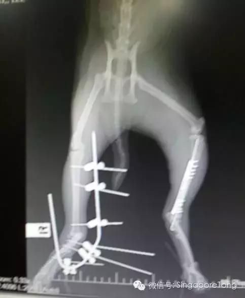 新加坡全岛追凶！一只黑猫竟被如此残忍地虐死