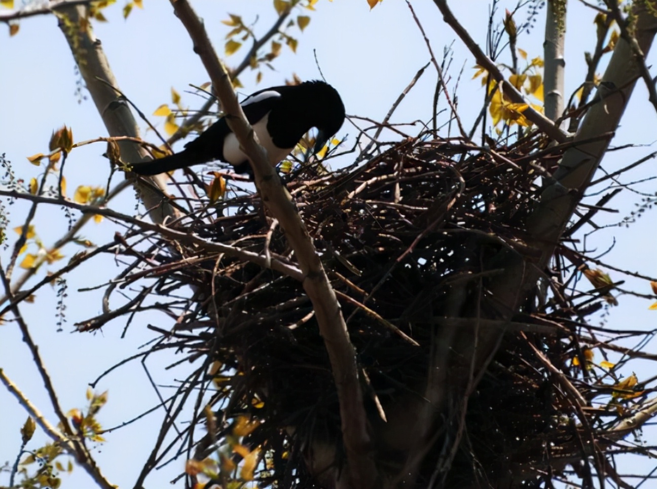 喜鹊窝搭得乱七八糟为何不怕风雪,喜鹊窝建造全过程