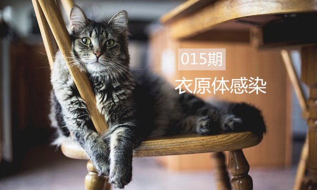 猫咪衣原体感染严重吗,猫咪衣原体感染一般多久可以治愈
