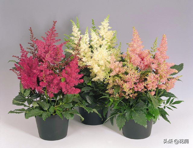 耐阴开花绿植地栽,喜阴好养活的颜色鲜艳的绿植