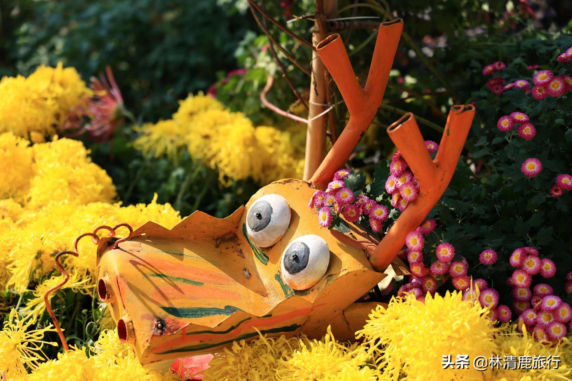 离郑州最近银杏园赏秋,郑州银杏惊艳了秋天