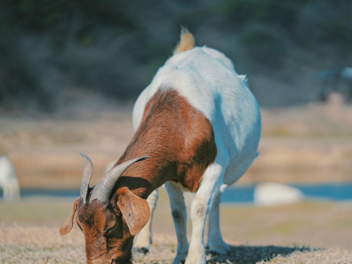 南昌这个小草原,可以近距离接触羊群,被称为“小呼伦贝尔”