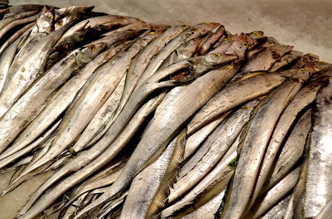 带鱼为什么成为中国最平民的海鲜,真正深海里的带鱼