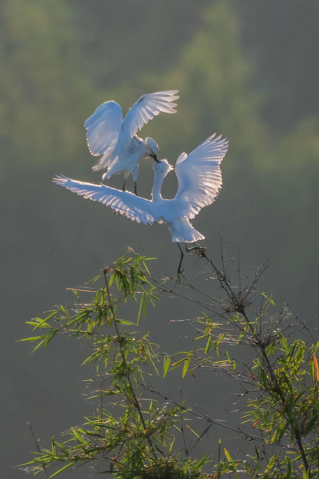 「生态」我在恩平很幸福