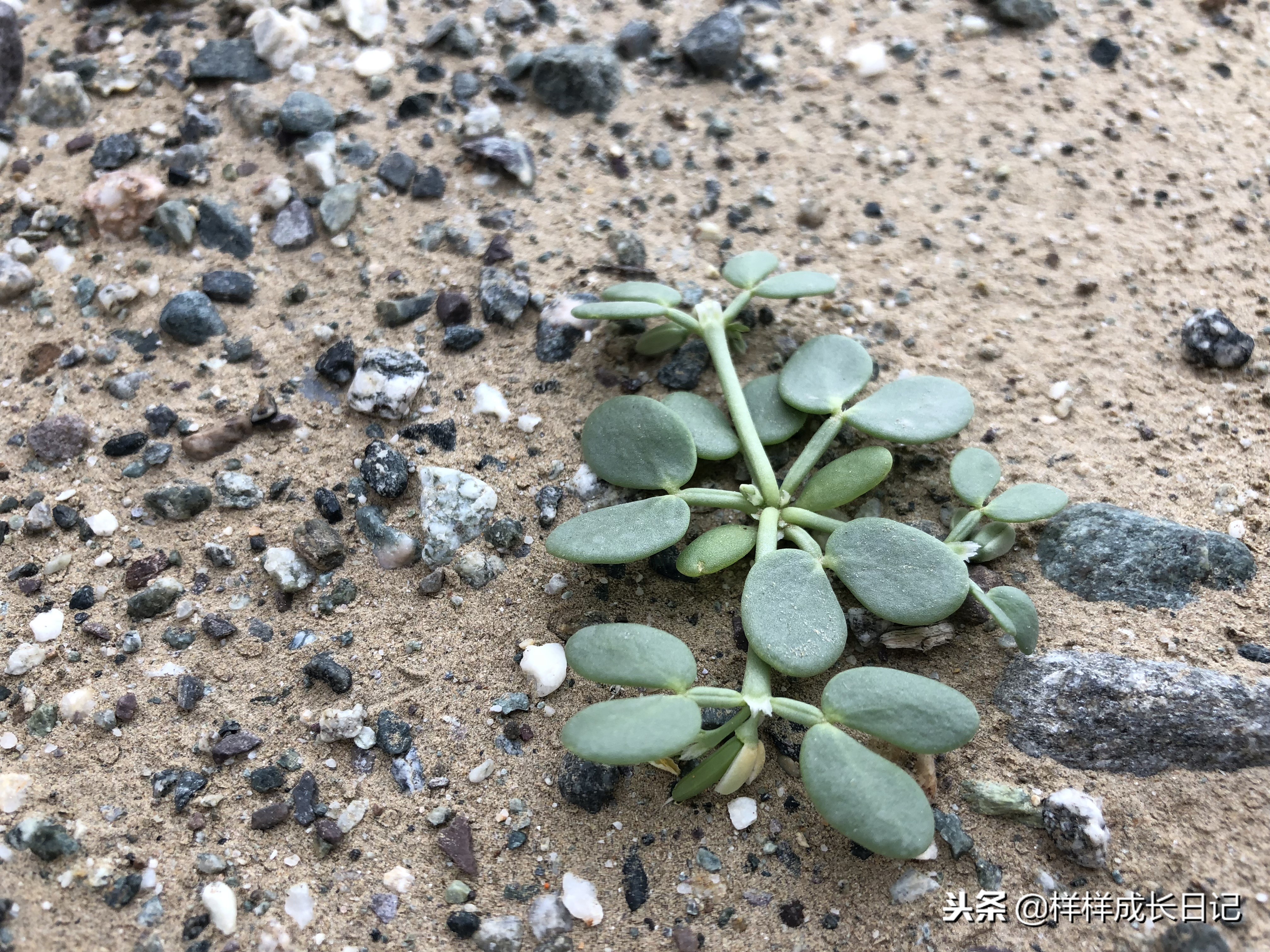 最新版新藏线叶城拉萨骑行攻略,219新藏线自驾游从叶城出发
