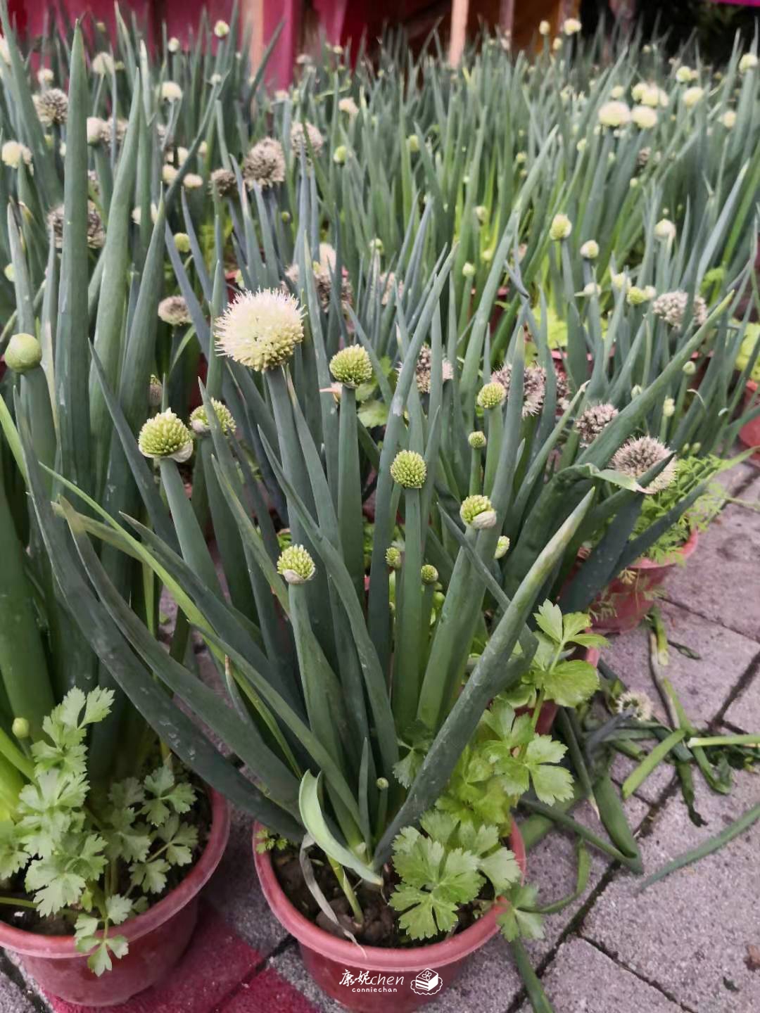 佛山最有名的特色美食,逛花市吃美食看花灯