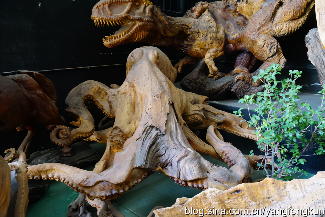 世界上最大的蜗牛介绍,全世界最大的蜗牛