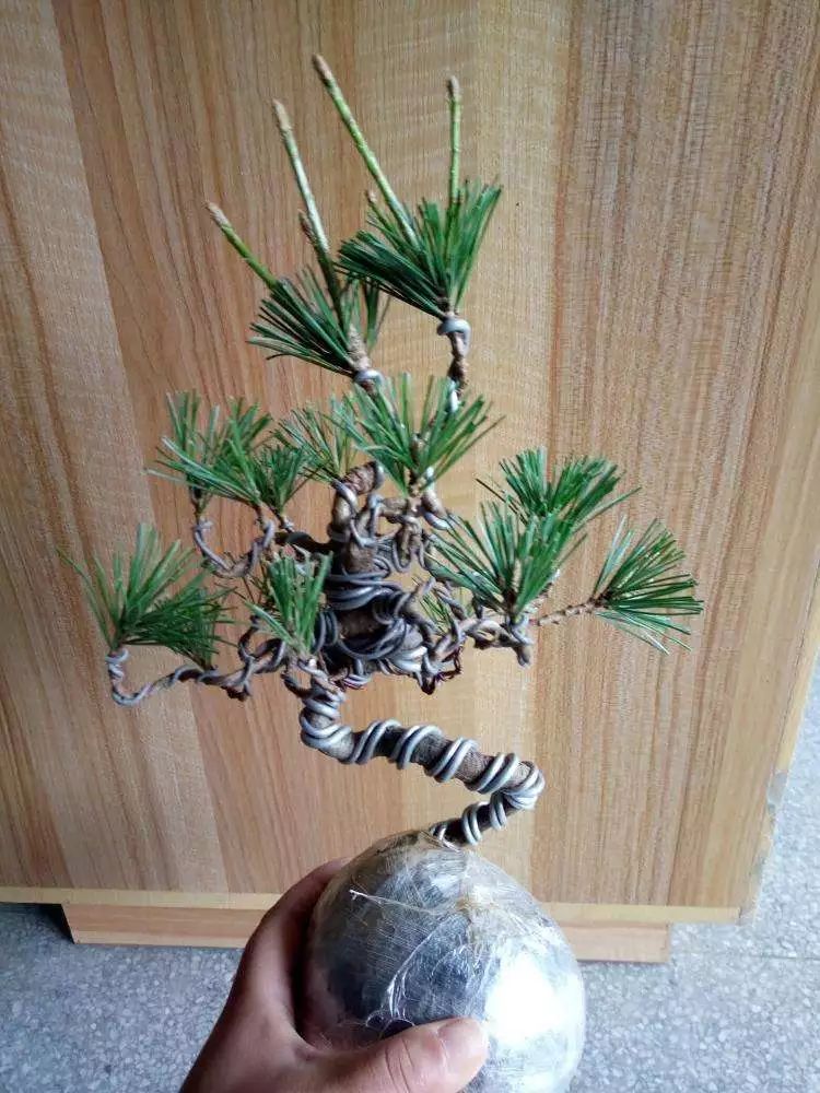 1000元左右黑松盆景,黑松基地黑松盆景