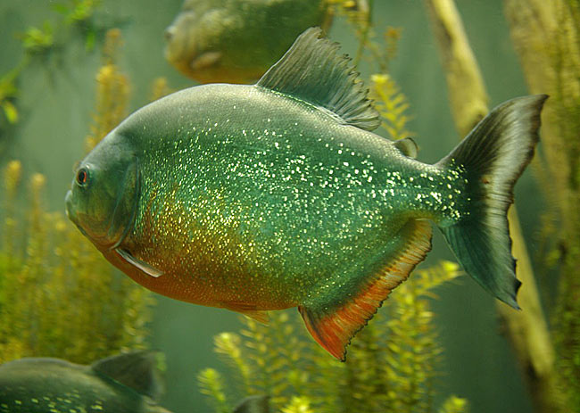 世界上100种最可怕的入侵物种,盘点几个最可怕的外来物种