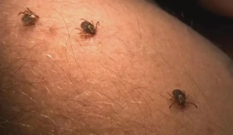 养牛常见疾病及预防方法,养牛最怕的咬牛的大飞虫是什么