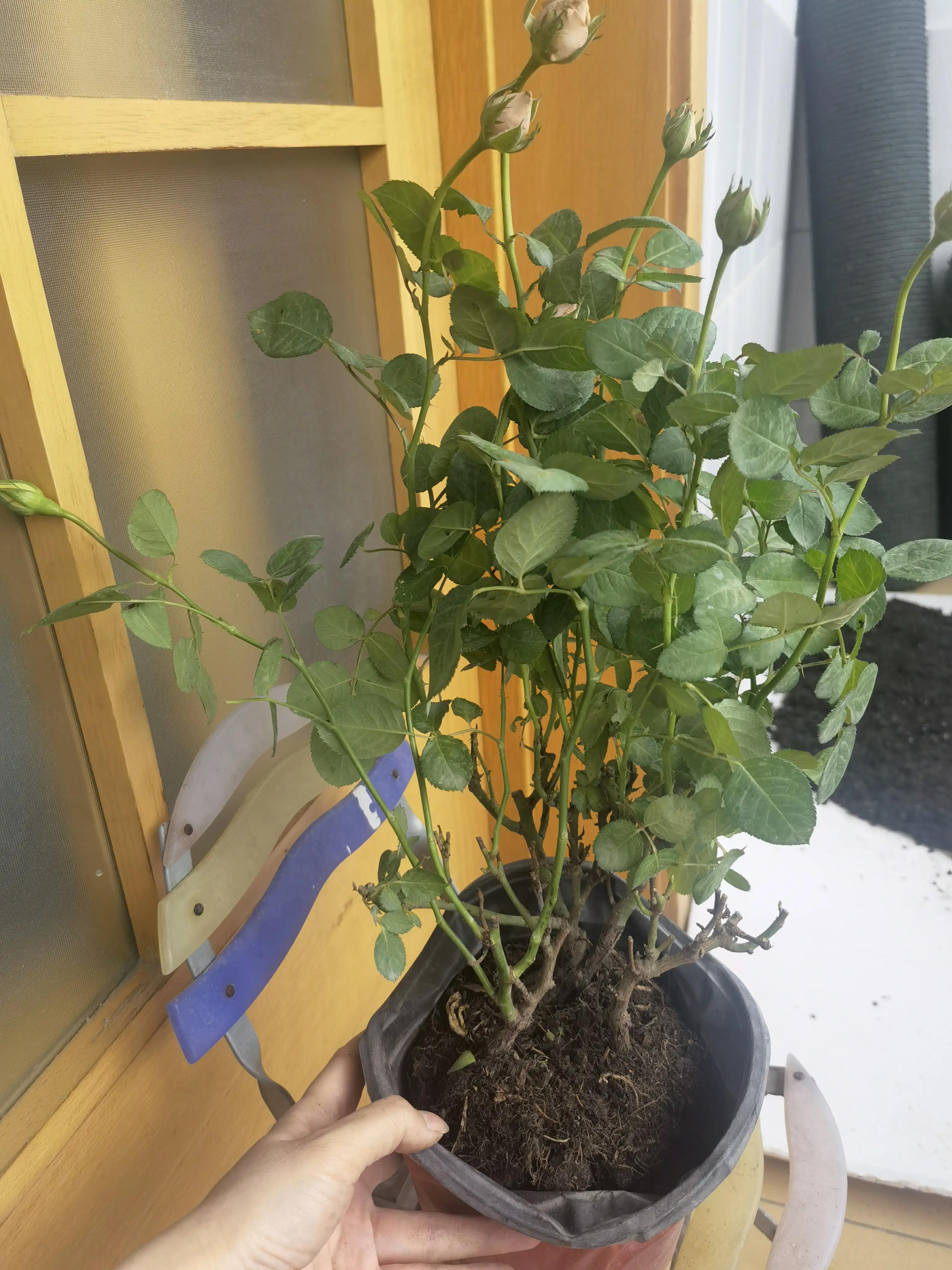 月季怎么买靠谱,月季开箱