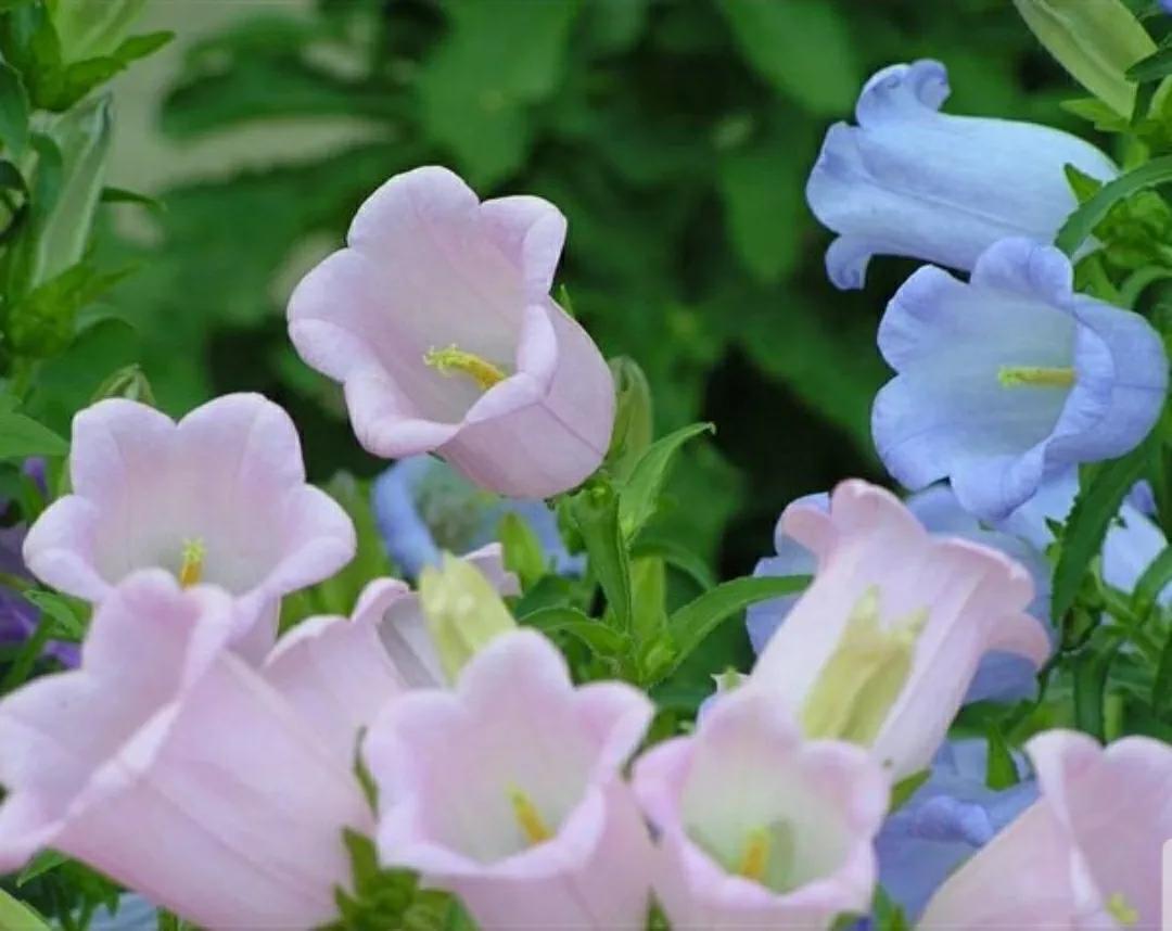 铃儿响叮当双音和弦五线谱,铃儿响叮当三级长笛