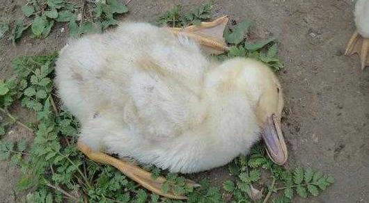 鸭子发烧进食少有何解决,鸭子瘫痪发烧是怎么回事